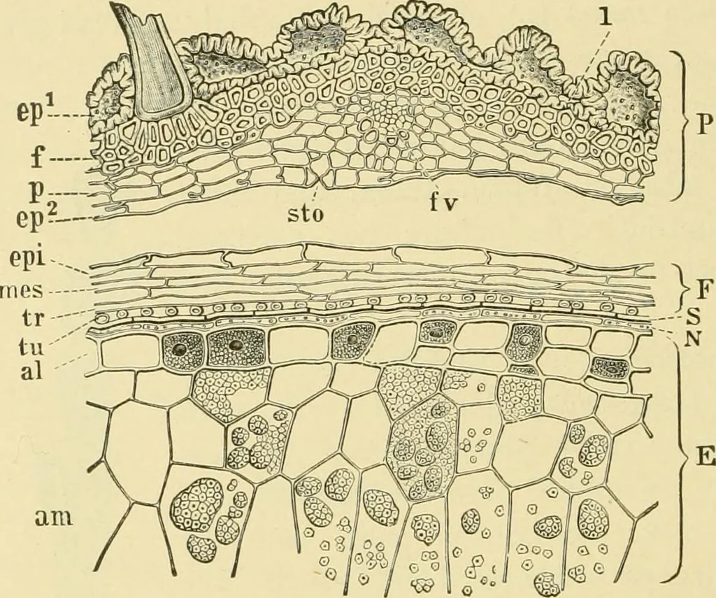An illustration from The microscopy of vegetable foods, with special reference to the detection of adulteration and the diagnosis of mixtures, 1916, leaf 125