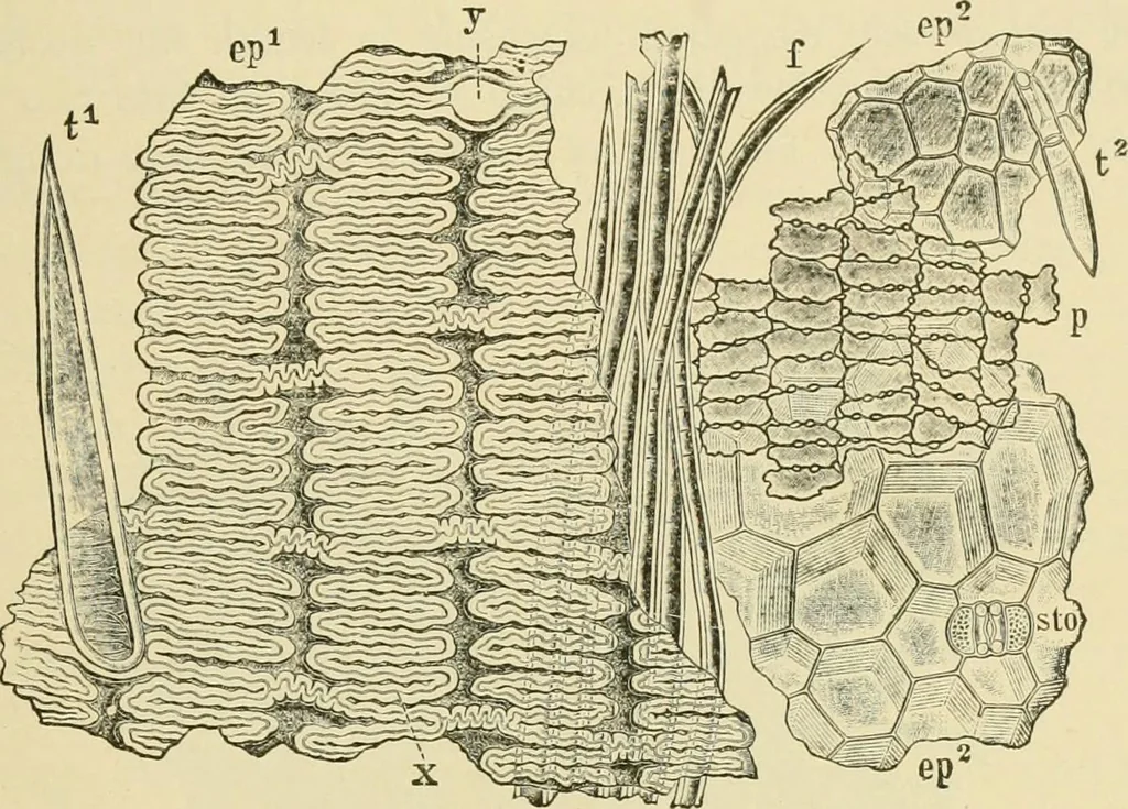 An illustration from The microscopy of vegetable foods, with special reference to the detection of adulteration and the diagnosis of mixtures, 1916, leaf 126