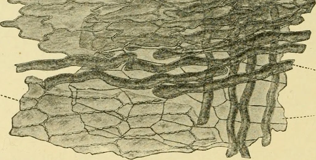 An illustration from The microscopy of vegetable foods, with special reference to the detection of adulteration and the diagnosis of mixtures, 1916, leaf 127