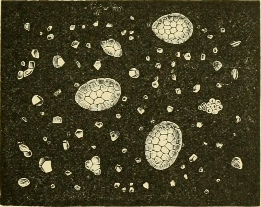 An illustration from The microscopy of vegetable foods, with special reference to the detection of adulteration and the diagnosis of mixtures, 1916, leaf 128