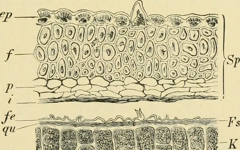 An illustration from The microscopy of vegetable foods, with special reference to the detection of adulteration and the diagnosis of mixtures, 1916, leaf 130