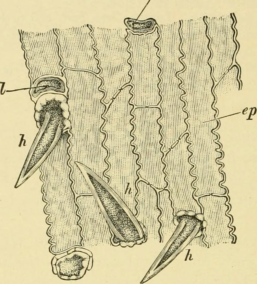 An illustration from The microscopy of vegetable foods, with special reference to the detection of adulteration and the diagnosis of mixtures, 1916, leaf 131