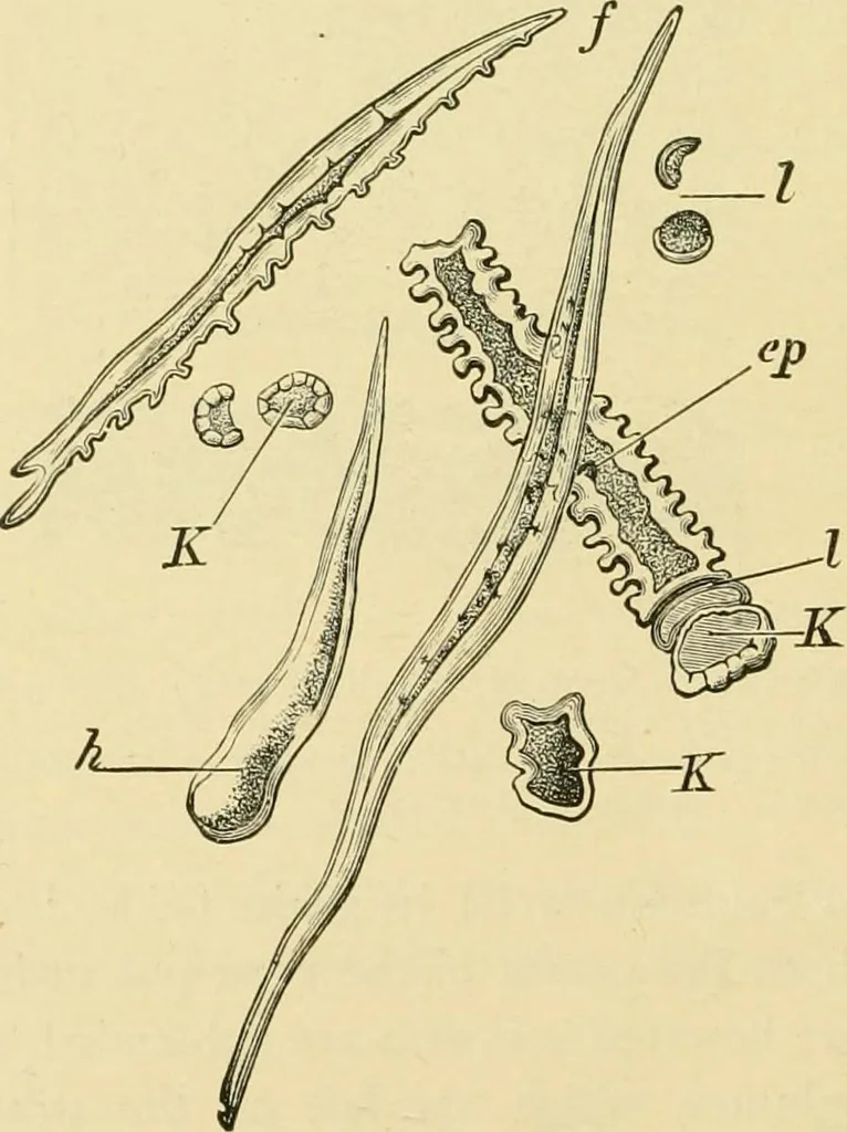 An illustration from The microscopy of vegetable foods, with special reference to the detection of adulteration and the diagnosis of mixtures, 1916, leaf 131