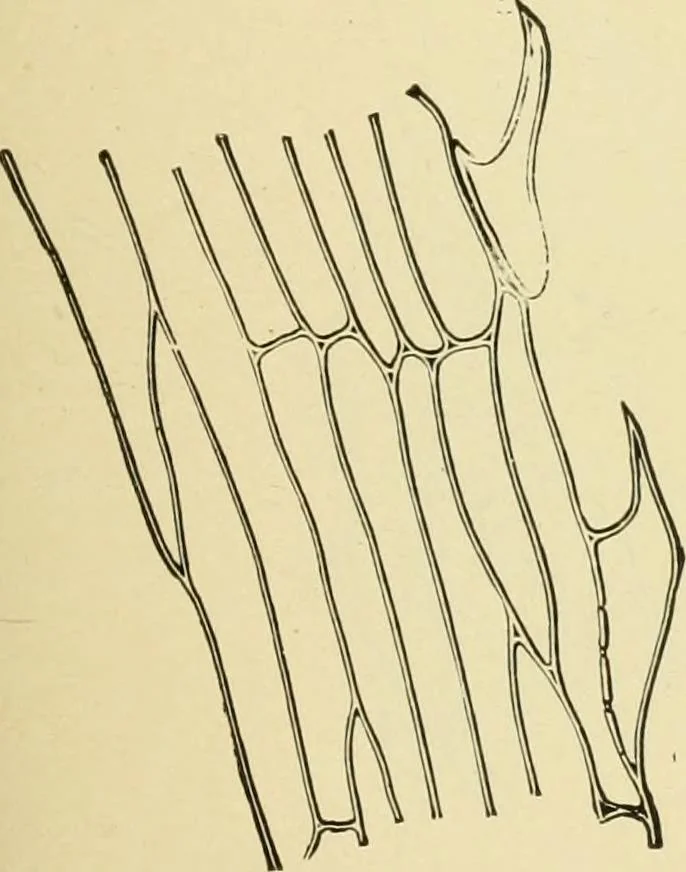 An illustration from The microscopy of vegetable foods, with special reference to the detection of adulteration and the diagnosis of mixtures, 1916, leaf 132