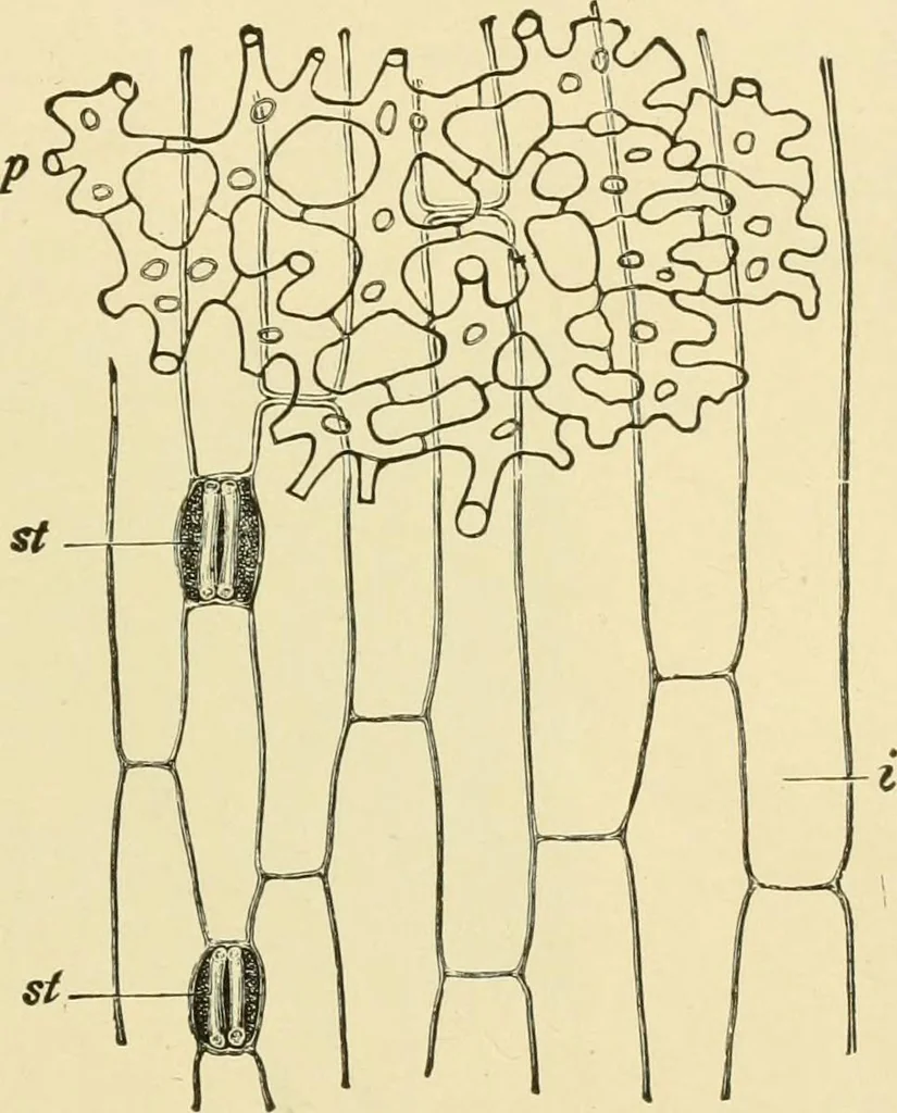 An illustration from The microscopy of vegetable foods, with special reference to the detection of adulteration and the diagnosis of mixtures, 1916, leaf 132