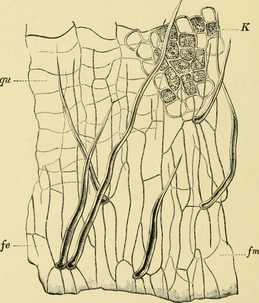 An illustration from The microscopy of vegetable foods, with special reference to the detection of adulteration and the diagnosis of mixtures, 1916, leaf 133