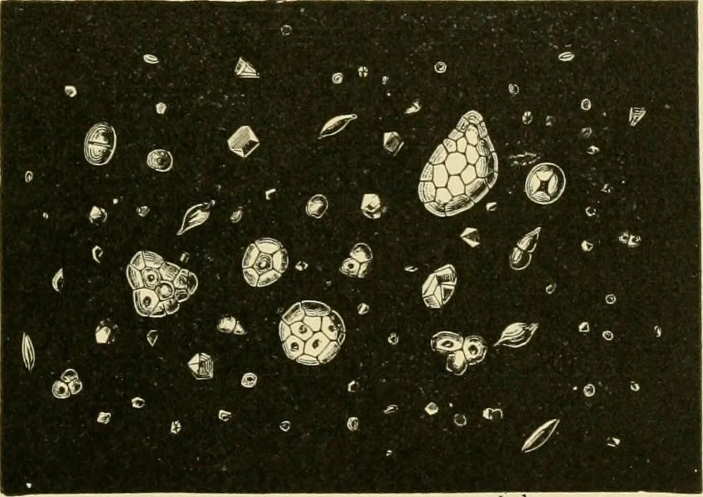 An illustration from The microscopy of vegetable foods, with special reference to the detection of adulteration and the diagnosis of mixtures, 1916, leaf 134
