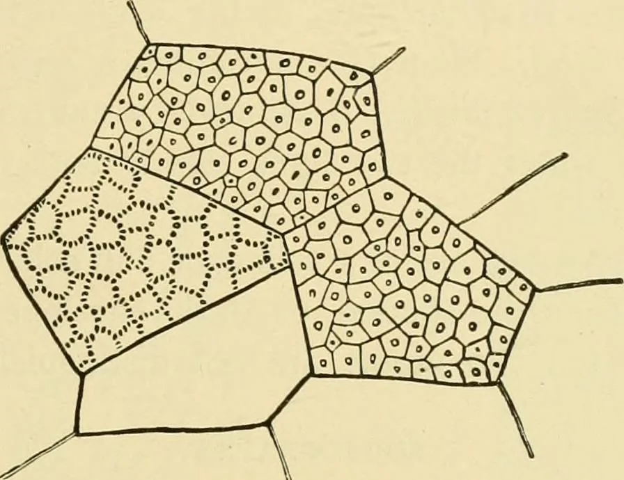 An illustration from The microscopy of vegetable foods, with special reference to the detection of adulteration and the diagnosis of mixtures, 1916, leaf 136