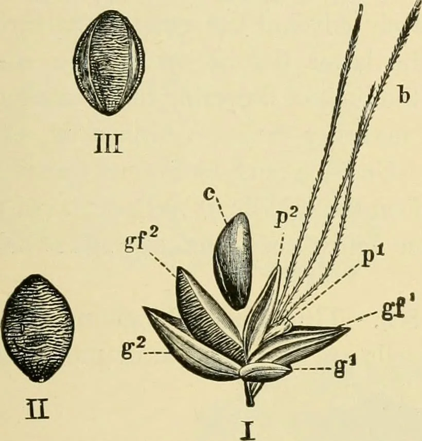 An illustration from The microscopy of vegetable foods, with special reference to the detection of adulteration and the diagnosis of mixtures, 1916, leaf 138