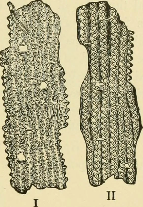 An illustration from The microscopy of vegetable foods, with special reference to the detection of adulteration and the diagnosis of mixtures, 1916, leaf 138