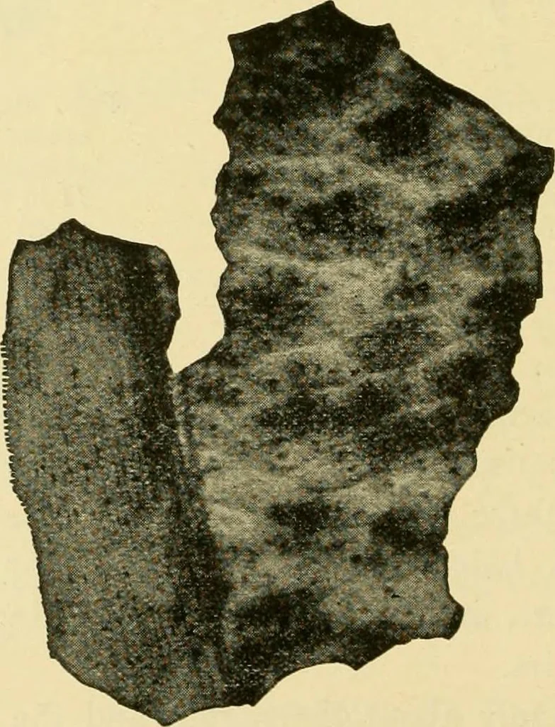 An illustration from The microscopy of vegetable foods, with special reference to the detection of adulteration and the diagnosis of mixtures, 1916, leaf 139