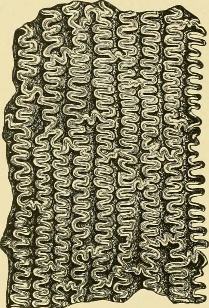 An illustration from The microscopy of vegetable foods, with special reference to the detection of adulteration and the diagnosis of mixtures, 1916, leaf 141