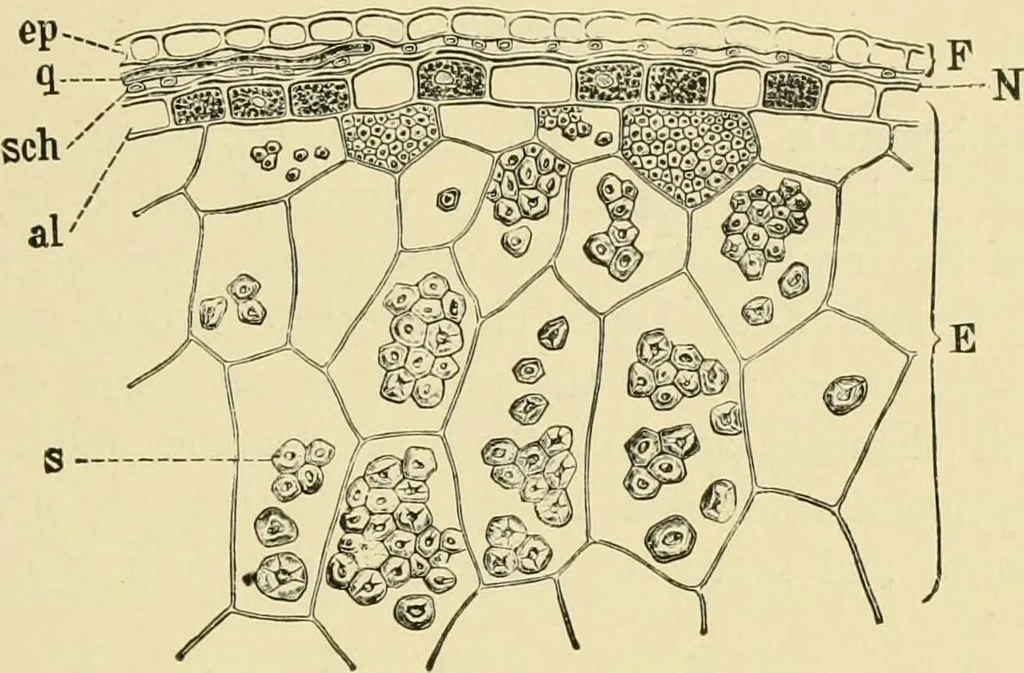An illustration from The microscopy of vegetable foods, with special reference to the detection of adulteration and the diagnosis of mixtures, 1916, leaf 142