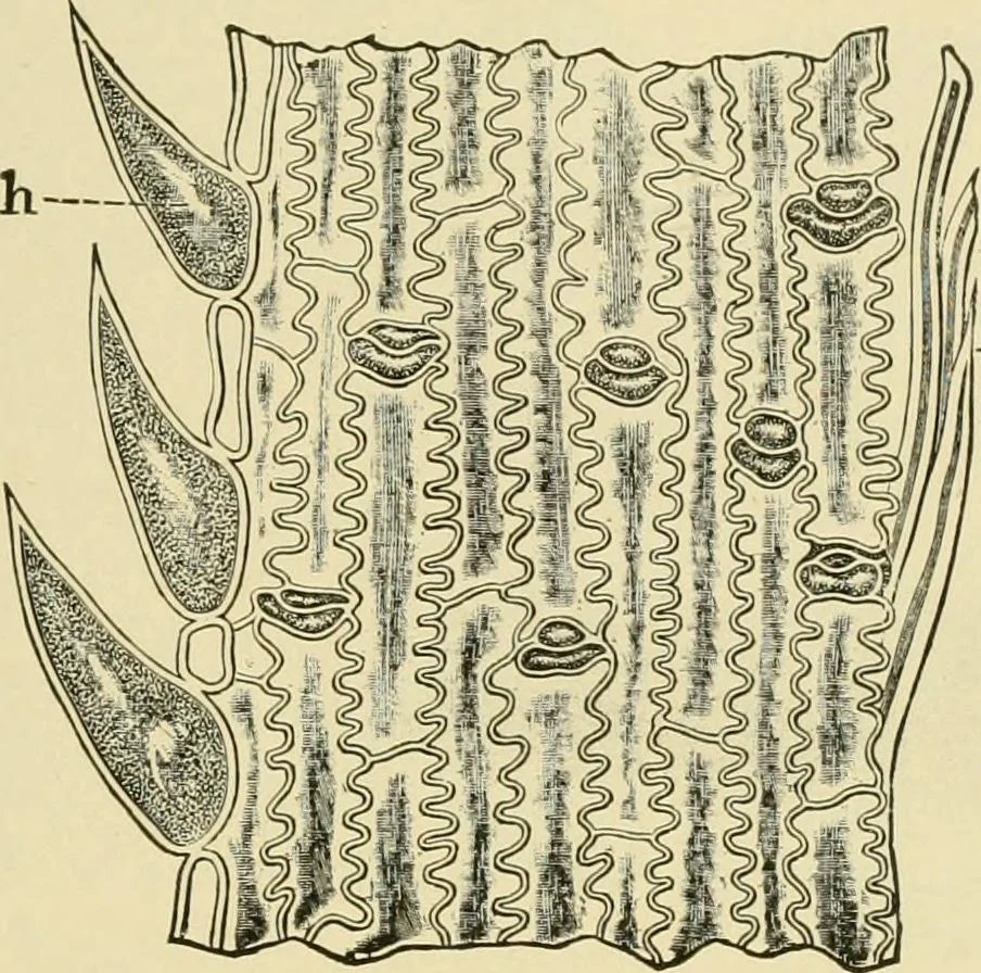 An illustration from The microscopy of vegetable foods, with special reference to the detection of adulteration and the diagnosis of mixtures, 1916, leaf 146
