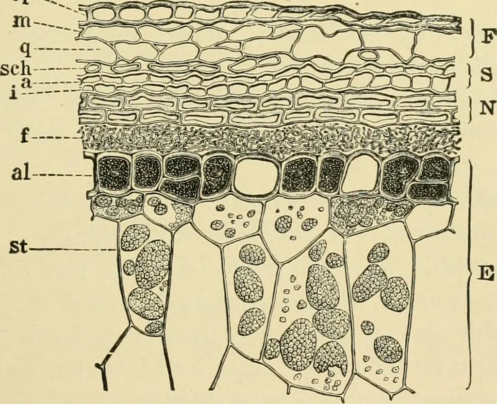 An illustration from The microscopy of vegetable foods, with special reference to the detection of adulteration and the diagnosis of mixtures, 1916, leaf 146
