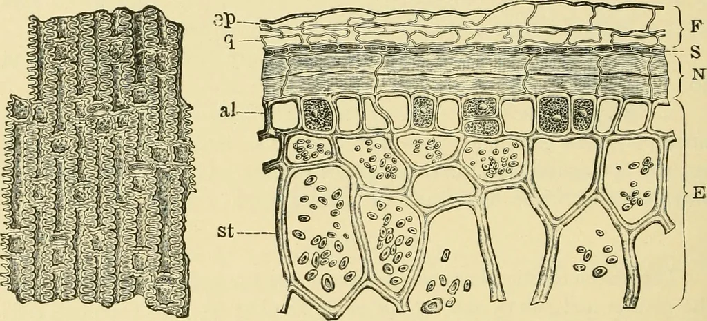 An illustration from The microscopy of vegetable foods, with special reference to the detection of adulteration and the diagnosis of mixtures, 1916, leaf 149