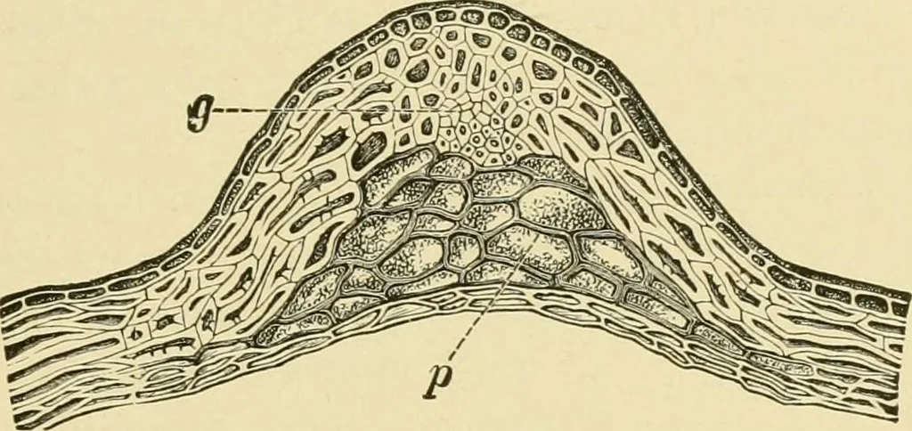An illustration from The microscopy of vegetable foods, with special reference to the detection of adulteration and the diagnosis of mixtures, 1916, leaf 152