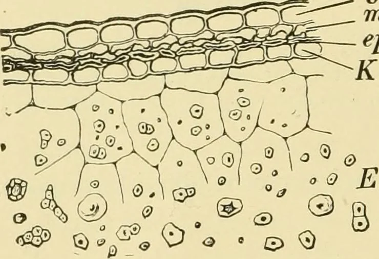 An illustration from The microscopy of vegetable foods, with special reference to the detection of adulteration and the diagnosis of mixtures, 1916, leaf 153