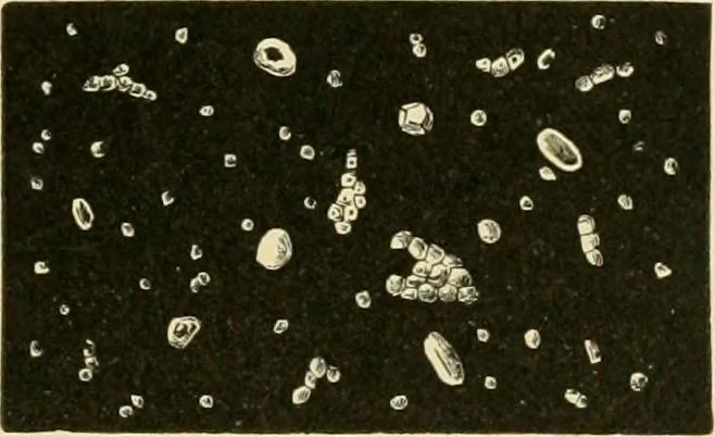 An illustration from The microscopy of vegetable foods, with special reference to the detection of adulteration and the diagnosis of mixtures, 1916, leaf 154