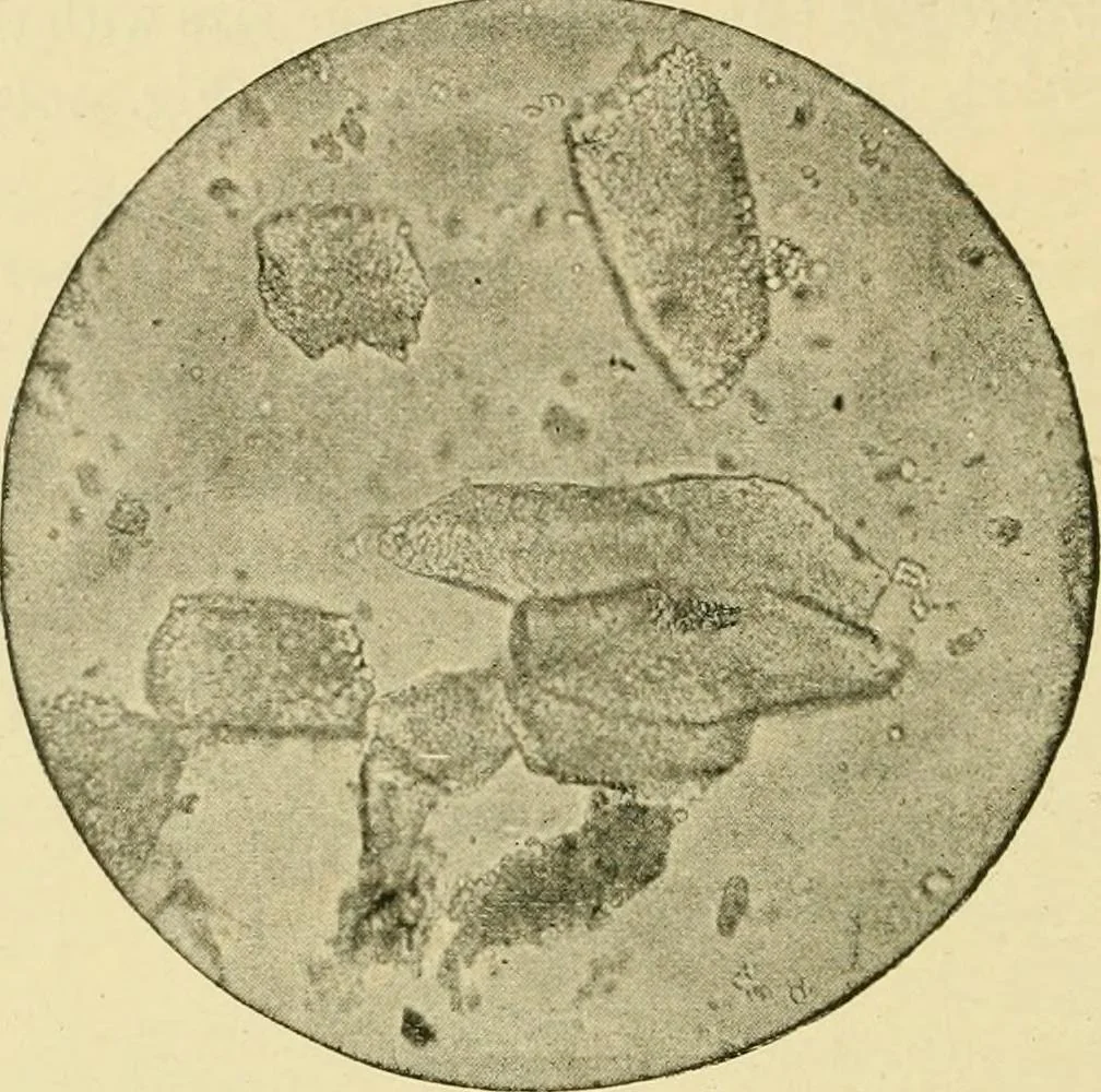 An illustration from The microscopy of vegetable foods, with special reference to the detection of adulteration and the diagnosis of mixtures, 1916, leaf 155