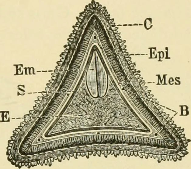 An illustration from The microscopy of vegetable foods, with special reference to the detection of adulteration and the diagnosis of mixtures, 1916, leaf 158