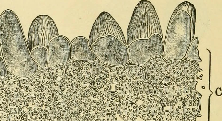 An illustration from The microscopy of vegetable foods, with special reference to the detection of adulteration and the diagnosis of mixtures, 1916, leaf 159