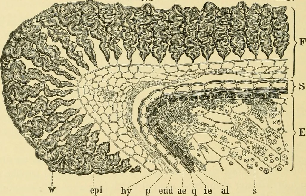 An illustration from The microscopy of vegetable foods, with special reference to the detection of adulteration and the diagnosis of mixtures, 1916, leaf 159