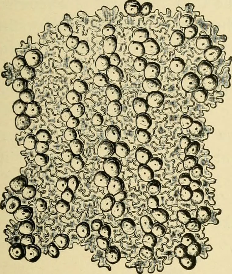 An illustration from The microscopy of vegetable foods, with special reference to the detection of adulteration and the diagnosis of mixtures, 1916, leaf 160