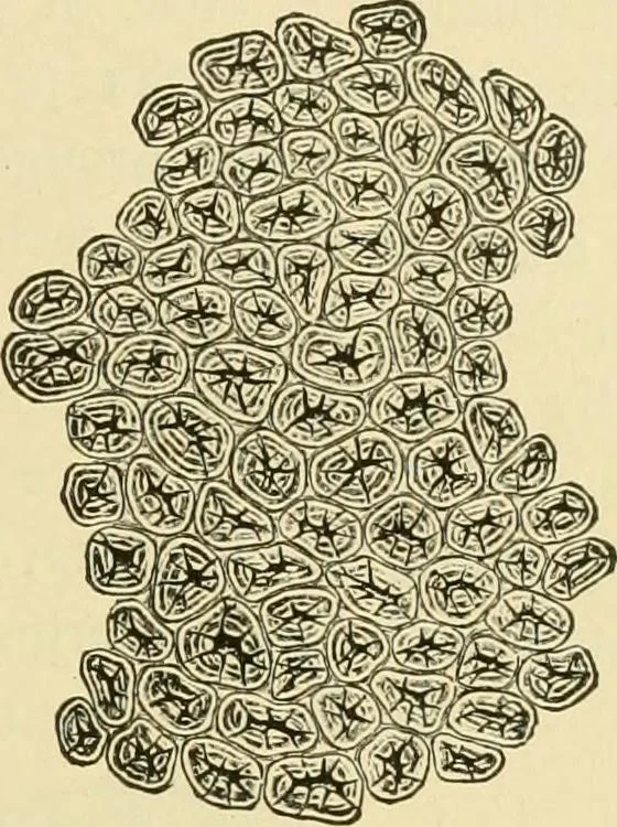 An illustration from The microscopy of vegetable foods, with special reference to the detection of adulteration and the diagnosis of mixtures, 1916, leaf 160