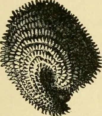 An illustration from The microscopy of vegetable foods, with special reference to the detection of adulteration and the diagnosis of mixtures, 1916, leaf 168