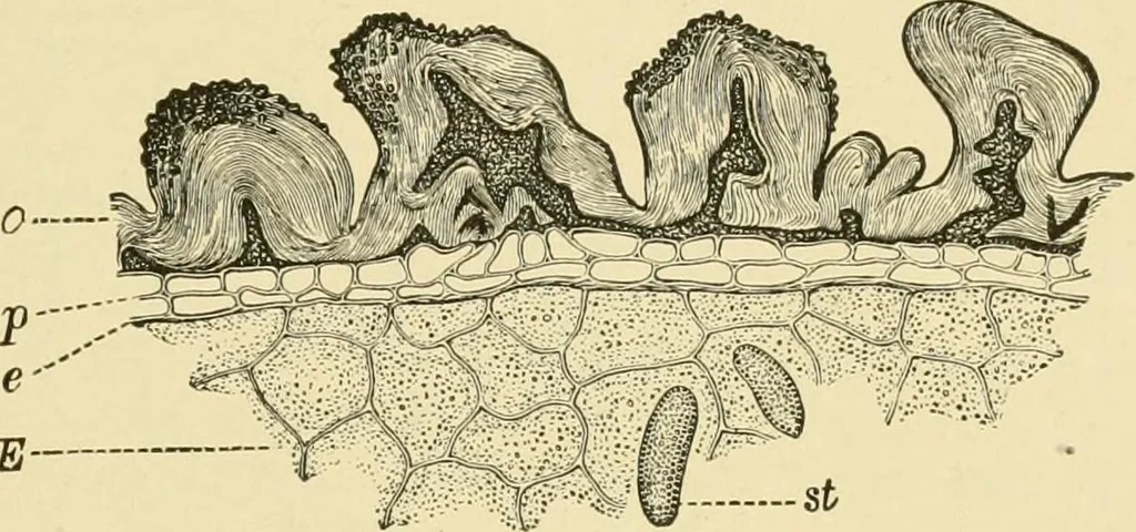 An illustration from The microscopy of vegetable foods, with special reference to the detection of adulteration and the diagnosis of mixtures, 1916, leaf 168