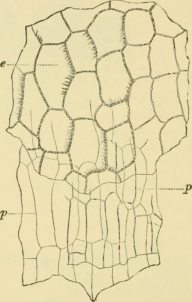 An illustration from The microscopy of vegetable foods, with special reference to the detection of adulteration and the diagnosis of mixtures, 1916, leaf 169