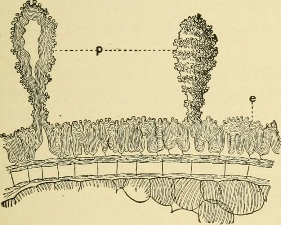An illustration from The microscopy of vegetable foods, with special reference to the detection of adulteration and the diagnosis of mixtures, 1916, leaf 172
