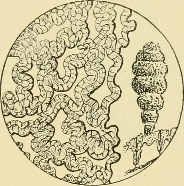 An illustration from The microscopy of vegetable foods, with special reference to the detection of adulteration and the diagnosis of mixtures, 1916, leaf 172