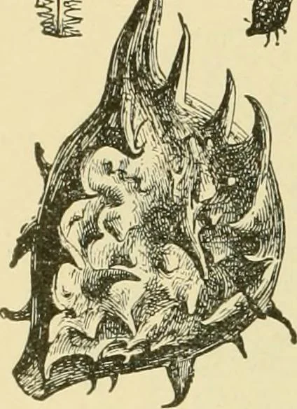 An illustration from The microscopy of vegetable foods, with special reference to the detection of adulteration and the diagnosis of mixtures, 1916, leaf 173