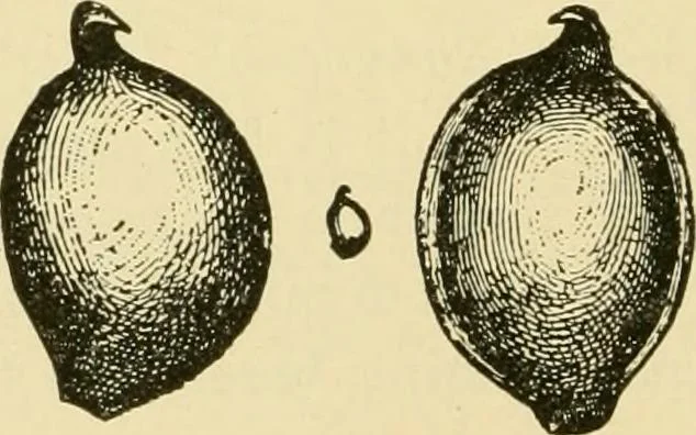 An illustration from The microscopy of vegetable foods, with special reference to the detection of adulteration and the diagnosis of mixtures, 1916, leaf 173
