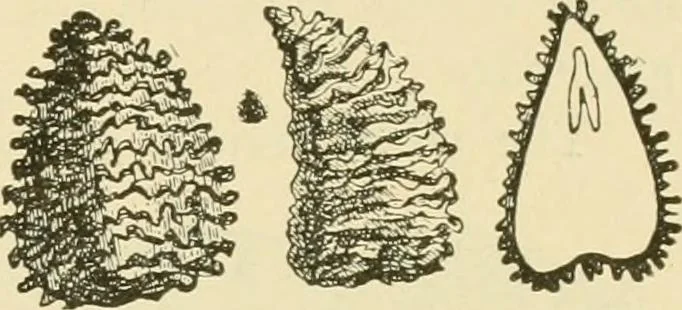 An illustration from The microscopy of vegetable foods, with special reference to the detection of adulteration and the diagnosis of mixtures, 1916, leaf 174