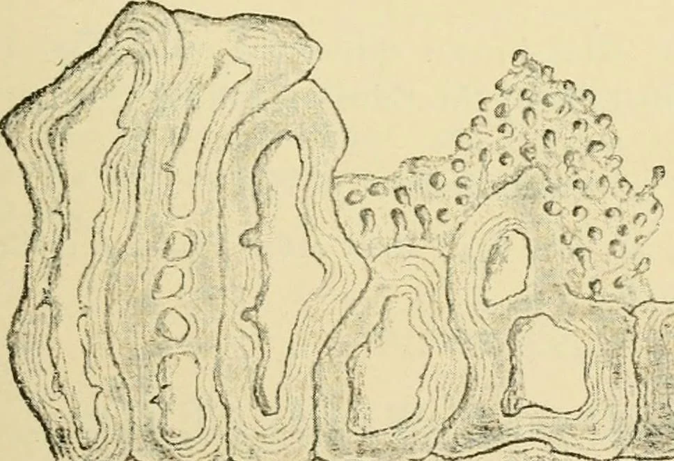 An illustration from The microscopy of vegetable foods, with special reference to the detection of adulteration and the diagnosis of mixtures, 1916, leaf 174