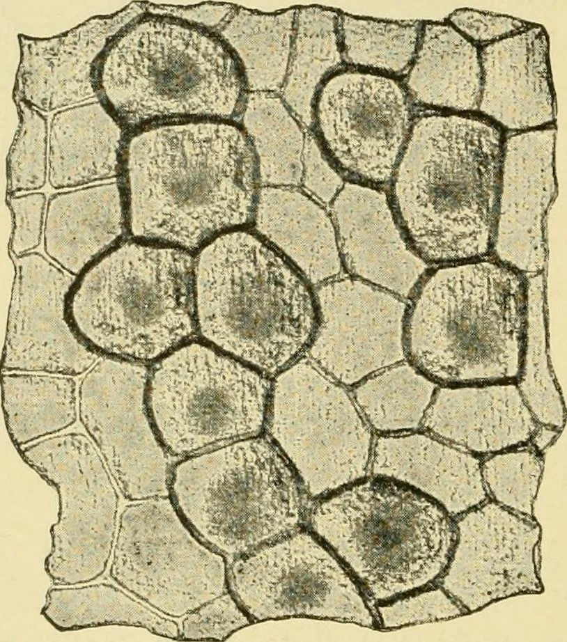 An illustration from The microscopy of vegetable foods, with special reference to the detection of adulteration and the diagnosis of mixtures, 1916, leaf 175