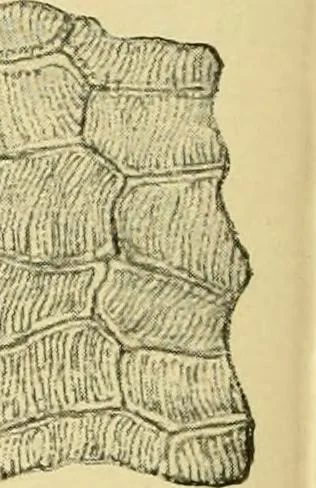 An illustration from The microscopy of vegetable foods, with special reference to the detection of adulteration and the diagnosis of mixtures, 1916, leaf 175