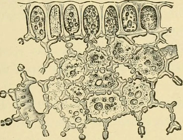 An illustration from The microscopy of vegetable foods, with special reference to the detection of adulteration and the diagnosis of mixtures, 1916, leaf 176