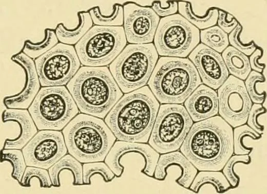 An illustration from The microscopy of vegetable foods, with special reference to the detection of adulteration and the diagnosis of mixtures, 1916, leaf 176