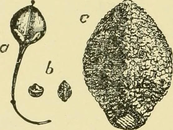 An illustration from The microscopy of vegetable foods, with special reference to the detection of adulteration and the diagnosis of mixtures, 1916, leaf 177