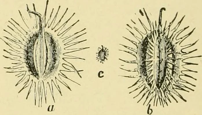 An illustration from The microscopy of vegetable foods, with special reference to the detection of adulteration and the diagnosis of mixtures, 1916, leaf 177