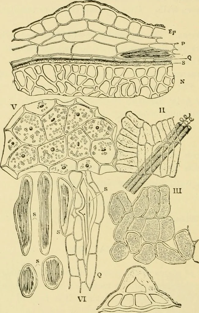 An illustration from The microscopy of vegetable foods, with special reference to the detection of adulteration and the diagnosis of mixtures, 1916, leaf 181