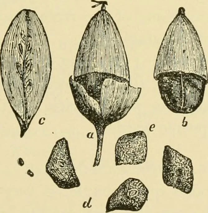An illustration from The microscopy of vegetable foods, with special reference to the detection of adulteration and the diagnosis of mixtures, 1916, leaf 182