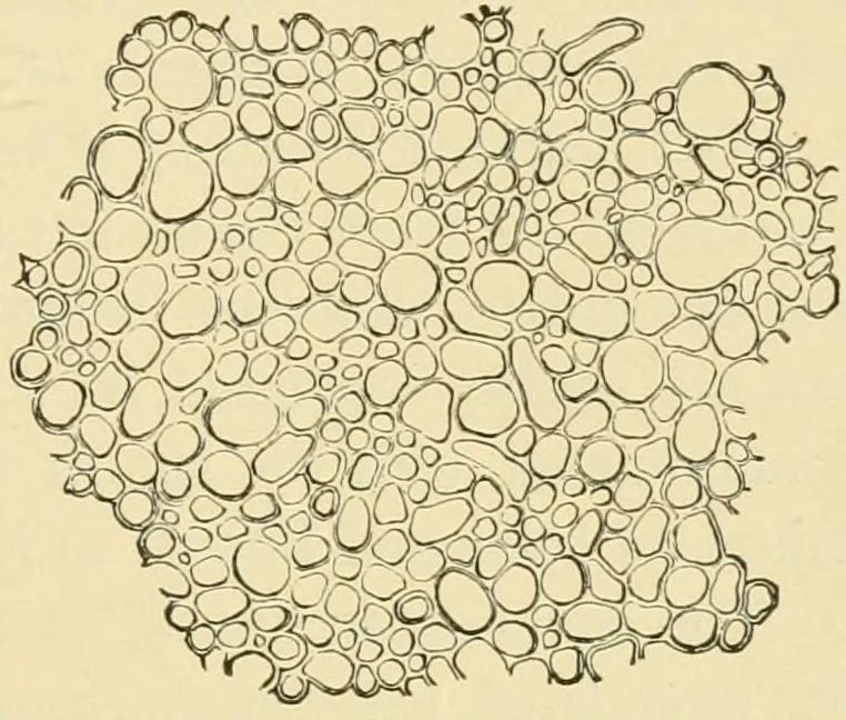 An illustration from The microscopy of vegetable foods, with special reference to the detection of adulteration and the diagnosis of mixtures, 1916, leaf 184