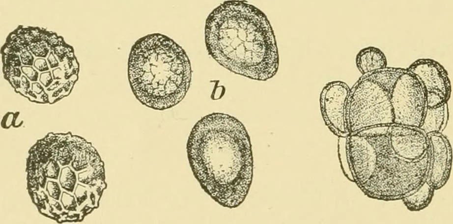 An illustration from The microscopy of vegetable foods, with special reference to the detection of adulteration and the diagnosis of mixtures, 1916, leaf 185