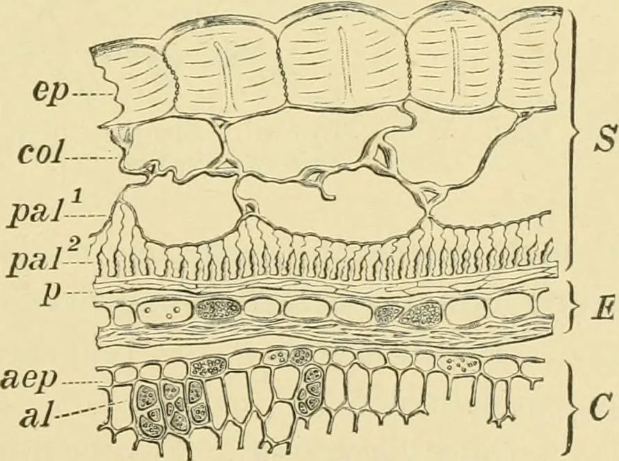 An illustration from The microscopy of vegetable foods, with special reference to the detection of adulteration and the diagnosis of mixtures, 1916, leaf 196