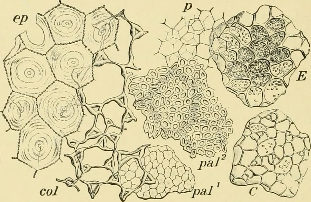 An illustration from The microscopy of vegetable foods, with special reference to the detection of adulteration and the diagnosis of mixtures, 1916, leaf 197